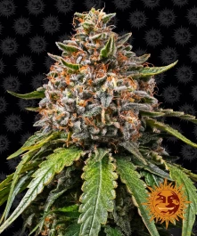 BF2005810 - BARNEY'S FARM - WHITE WIDOW XXL FEM | 10 SAMEN