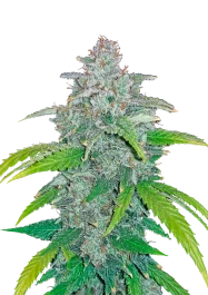 FBS01F9019 - FAST BUDS - BLUE DREAM AUTO FEM | 1 SAMEN