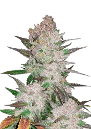 FBS05F9020 - SCHNELLE KNOSPEN - CREME COOKIES AUTO FEM | 5 SAMEN