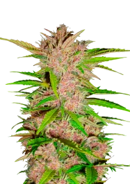 FBS03F9010 - FAST BUDS - FASTBERRY AUTO FEM | 3 SAMEN