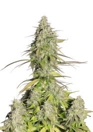 FBS05F9013 - FAST BUDS - GIRL SCOUT COOKIES AUTO FEM | 5 SAMEN