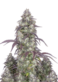 FBS25F0142 - SCHNELLE KNOSPEN - LEMON PIE AUTO | 25 SAMEN