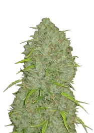 FBS01F9032 - SCHNELLE KNOSPEN - ORIGINAL JACK HERER AUTO | 1 SAMEN