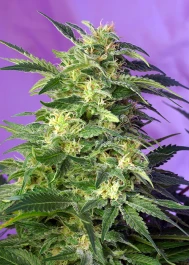 SWKKAP3 - SÜSSE SAMEN - KILLER KUSH AUTO® FEM (SWS56) | 3+1 SAMEN