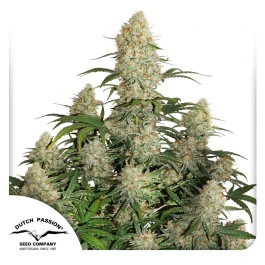 DP991002 - DUTCH PASSION - AUTO CRITICAL ORANGE PUNCH FEM | 100 SAMEN