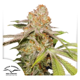 DP13312 - DUTCH PASSION - AUTO MAC #1 FEM | 1 SEED Verfügbar solange der Vorrat reicht