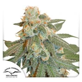 DP9472 - DUTCH PASSION - AUTO ORANGE BUD FEM | 7 SAMEN