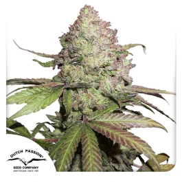 DP9872 - DUTCH PASSION - CBD AUTO CHARLOTTE'S ANGEL® FEM | 7 SEEDS