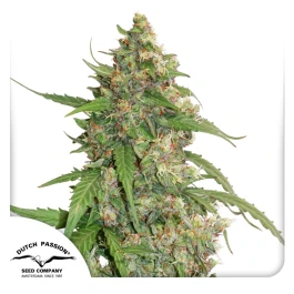 DP911002 - DUTCH PASSION - CBD AUTO COMPASSION LIME FEM | 100 SEEDS Verfügbar solange der Vorrat reicht