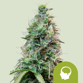 RQSAUT100012 - ROYAL QUEEN SEEDS - AMNESIA HAZE AUTO FEM | 100 SEEDS