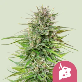 RQSFEM5024 - ROYAL QUEEN SEEDS - BLUE CHEESE FEM | 5 SAMEN