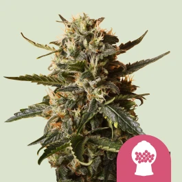 RQSFEM03018 - ROYAL QUEEN SEEDS - BUBBLEGUM XL FEM | 3 SAMEN