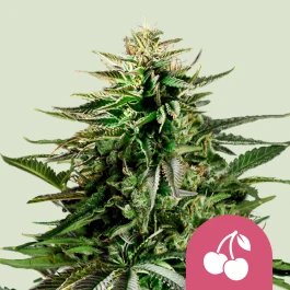 RQSFEM003075 - ROYAL QUEEN SEEDS - CHERRY PIE FEM (USA PREMIUM) | 3 SEEDS