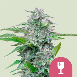 RQSFEM03010 - ROYAL QUEEN SEEDS - CRITICAL FEM | 3 SAMEN