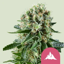 RQSFEM03031 - ROYAL QUEEN SEEDS - CRITICAL KUSH FEM | 3 SAMEN