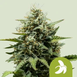 RQSAUT05058 - ROYAL QUEEN SEEDS - FAT BANANA AUTOMATIC FEM (USA PREMIUM) | 5 SEEDS