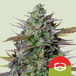 RQSAUT005088 - ROYAL QUEEN SEEDS - GOAT'S SIDE AUTO FEM (TYSON SEEDS) | 5 SEEDS
