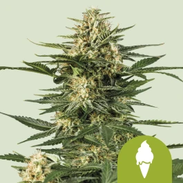RQSAUT10052 - ROYAL QUEEN SEEDS - GREEN ICE CREAM AUTOMATIC (USA PREMIUM) | 10 SEEDS