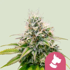 RQSFEM05019 - ROYAL QUEEN SEEDS - KALI DOG FEM | 5 SAMEN