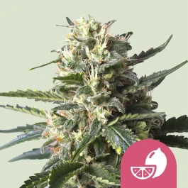 RQSFEM05032 - ROYAL QUEEN SEEDS - LEMON SHINING SILVER HAZE | 5 SAMEN