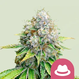 RQSFEM03017 - ROYAL QUEEN SEEDS - OG KUSH FEM | 3 SAMEN