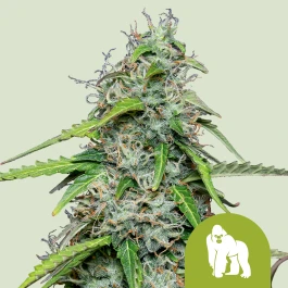 RQSAUT10021 - ROYAL QUEEN SEEDS - ROYAL GORILLA AUTOMATIC FEM (USA PREMIUM) | 10 SEEDS