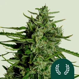 RQSF1AUT003068 - ROYAL QUEEN SEEDS - TITAN F1 AUTOFLOWERING | 3 SAMEN