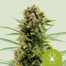 RQSAUT01014 - ROYAL QUEEN SEEDS - WHITE WIDOW AUTOMATIC FEM | 1 SEED