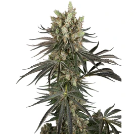 SS1530348 - SENSI SEEDS RESEARCH - SLAM DANK FEM | 3 SAMEN