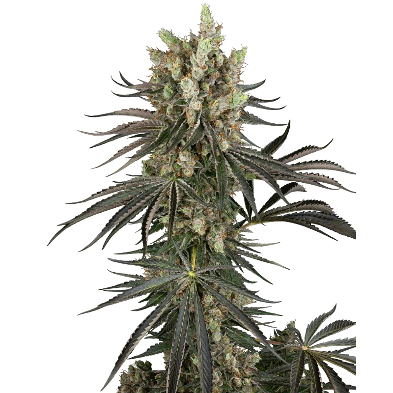 SS1530348 - SENSI SEEDS RESEARCH - SLAM DANK FEM | 3 SAMEN