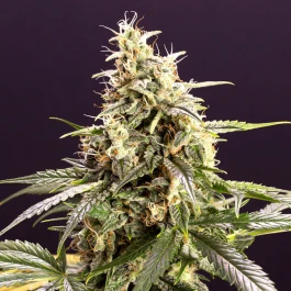 HS011AF0005 - HUMBOLDT SEED ORGANISATION - CHEM BOMB AUTO FEM | 5 SAMEN