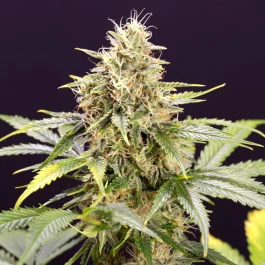 HS012AF0005 - HUMBOLDT SEED ORGANISATION - CHOCOLATE MINT OG AUTO FEM | 5 SEEDS