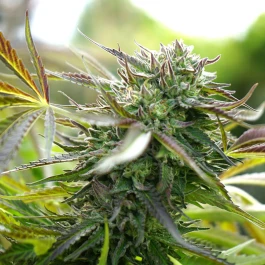 HS016AF0010 - HUMBOLDT SEED ORGANISATION - ANANAS CHEM AUTO FEM | 10 SAMEN