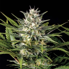 HS023F010 - HUMBOLDT SEED ORGANISATION - PINEAPPLE SKUNK FEM | 10 SAMEN