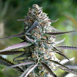 HS009FF0005 - HUMBOLDT SEED ORGANISATION - RUNTZ FAST FLOWERING FEM | 5 SAMEN