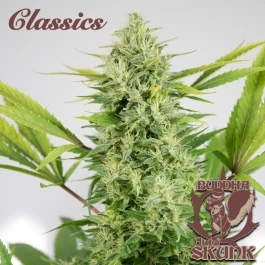 BSBASKF10 - BUDDHA SEEDS - BUDDHA AUTO SKUNK CLASSIC FEM | BLISTER 1x10 SEEDS