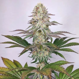 BSBD2F3 - BUDDHA SEEDS - BUDDHA DOSI2 FEM | 3 SAMEN