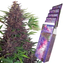 BSBBPKF10 - BUDDHA SEEDS - PURPLE KUSH AUTO FEM | BLISTER 1x10 SEEDS