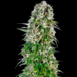 SS1560605 - SENSI SEEDS BANK - BIG BUD AUTOMATIC FEM | 5 SEEDS