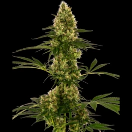 SS1560610 - SENSI SEEDS BANK - BLUE BULLET AUTO FEM (Sensi #119) | 5 SEEDS