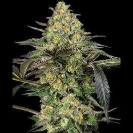 SS1560336 - SENSI SEEDS BANK - GRAPEVINE CANDY FEM | 3 SAMEN