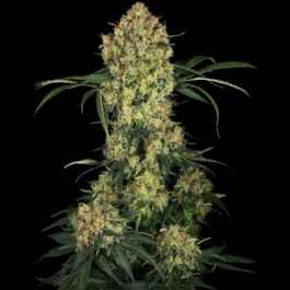 SS1530333 - SENSI SEEDS RESEARCH - ALOHA OG FEM | 3 SAMEN