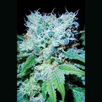 SEX04115PIP - SEEDSALAD - MAZAR SKUNK EXTREME FEM | 15+5 SEEDS FREE