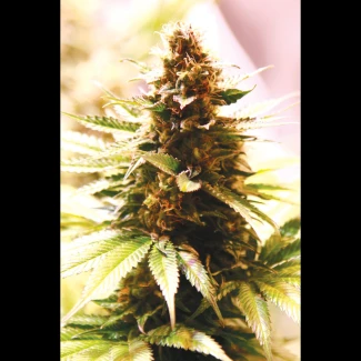 SEX04315PIP - SEEDSALAD - PAPAYA COOKIES FEM (USA STRAIN) | 15+5 SEEDS FREE