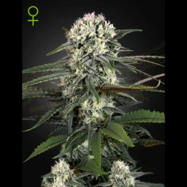 SGFF050017 - GREEN HOUSE SEED CO. - AUTO BOMB FEM | 5 SAMEN