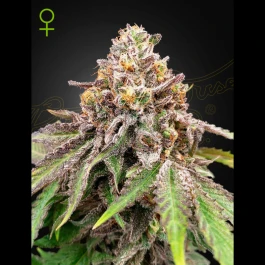 GHBHXG#41A01 - GREEN HOUSE SEED CO. - BLUE HAZE X ICE CREAM #41 AUTOFLOWERING FEM | 1 SAMEN