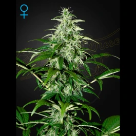 KALAUTOF5-GHS - GREEN HOUSE SEED CO. - KALASHNIKOVA AUTOFLOWERING FEM | 5 SAMEN