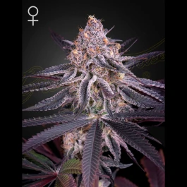 GHKINGJCE03 - GREEN HOUSE SEED CO. - KING'S JUICE FEM | 3 SAMEN