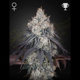 GHLOM10 - GREEN HOUSE SEED CO. - LEMON ORANGE FEM | 10 SAMEN