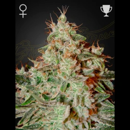 SGF2971 - GREEN HOUSE SEED CO. - LEMON SKUNK FEM | 10 SAMEN